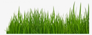 Grass Tumblr Transparent Background