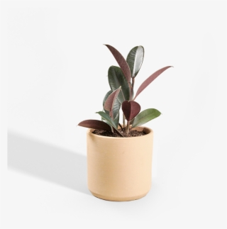 We're Changing The Plant Game - Flowerpot