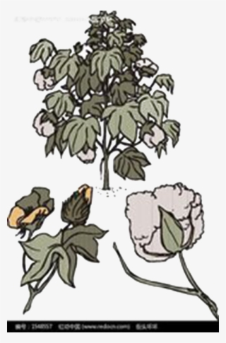 Drawn Branch Real Tree - Bombax Ceiba Fruit Png