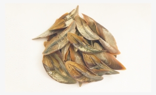 Accept Custom Ocean Dollar Operculum Seashells - Einkorn Wheat