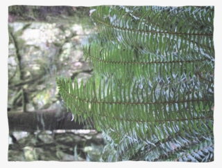 "fun With Ferns" - Fern