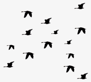 Bird Fly Png Clipart Li Ry - Silhouette Birds Flying Away Png