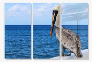 Ebay Responsive Template - Brown Pelican