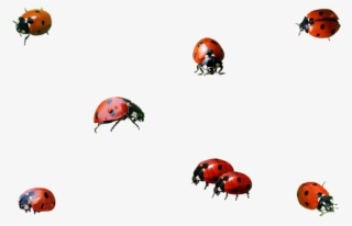 Ladybug Insect Png Background Image - Transparent Ladybird Png