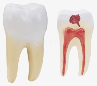 Free Png Download Teeth Png Images Background Png Images - Human Tooth Png