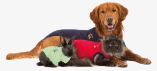 Medical Pet Shirt Dog