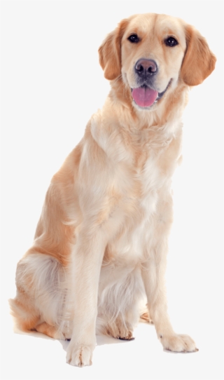 Golden Retriever Look Ma I'm Smiling Nail Art Decals - Golden Retriever White Background