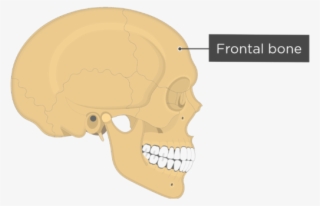 Skull Bones - Lateral View - Frontal Bone - External Acoustic Meatus Lateral View