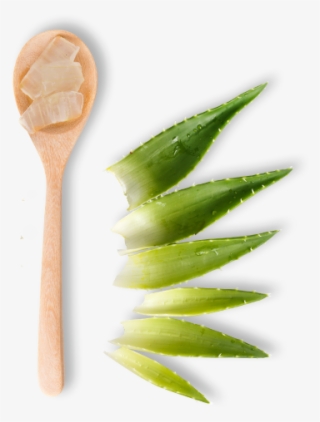 Dummy - Spoon Green Tea Png