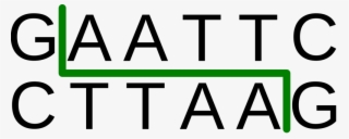 Bullet - Ecor1 Restriction Site