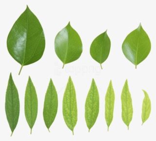 Free Png Download Green Leaves Png Images Background - Листья Зеленые