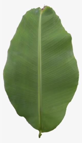 Leaf Banana - Ensete
