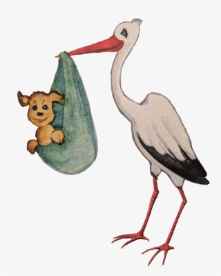 Puppy Care - Black Stork
