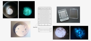 Set Up Sitting Drop And Microbatch Under Oil Experiments - Sphere