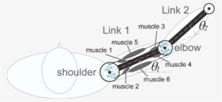 Two Joints Six Muscles Arm - Leider Kein Foto Für Dich