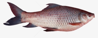 Free Png Download Ghol Fish Png Png Images Background - Rohu Fish