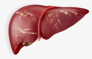 Liver Png - Fígado Png