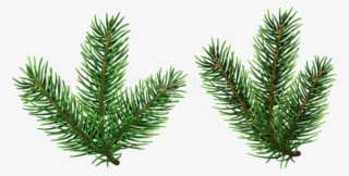Free Png Pine Tree Branches Png Png - Christmas Tree Branches Png