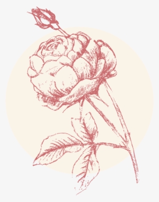 Rose Brightest - Illustration