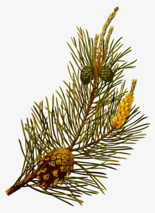 This Free Icons Png Design Of Scots Pine