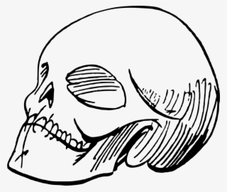 Drawing Line Art Skull Painting Cartoon - Skull Sketch