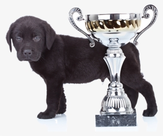 Become A Pet Protector Affiliate Partner For Free - Labrador Retriever