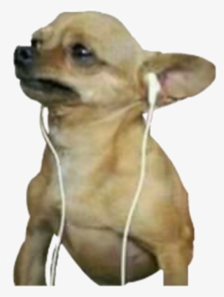 Sad Chihuahua