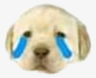 Meme Dog Sad Sticker January Lol Idk - Harbor Seal