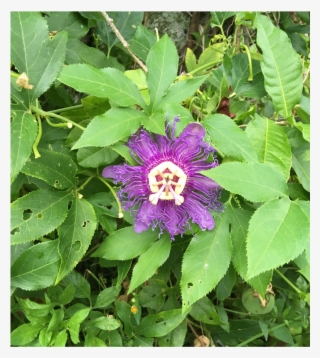 The Latter Usually Worked, Until The Change In Sound - Passion Flower