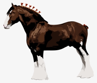 Clydesdale - Clydesdale Draft Horse