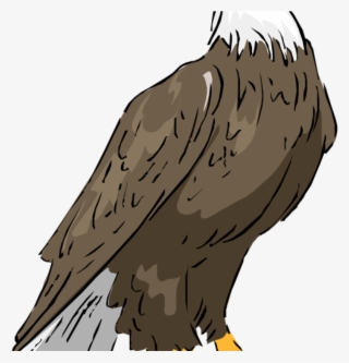 Eagle Free Hatenylo Com Bald Clipartix Science Ⓒ - Philippine Eagle Color Drawing