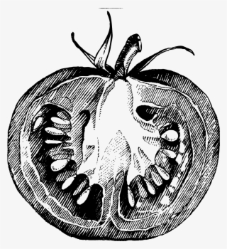 Collection Of Png High Quality Free - Tomato Drawing Sketch Png