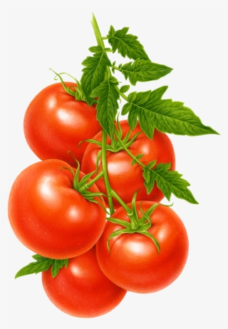 Cherry Tomato A Fruit Or Vegetable
