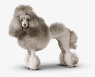 Banner - Groomed Poodle