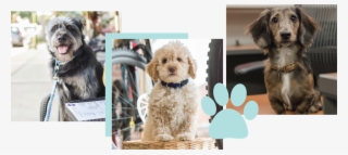Hireme 02 01 - Labradoodle