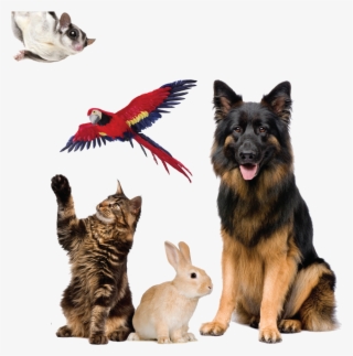 How Do I Know If Drop-in Visits Or Overnight House - Companion Laser Therapy Announcement