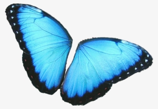 #butterfly #wings #colorful #girly #amazing #artistic - Blue Morpho Butterfly