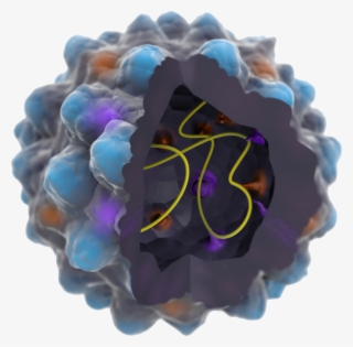 Structured Parvoviral Particles Of Vp3 Protein And