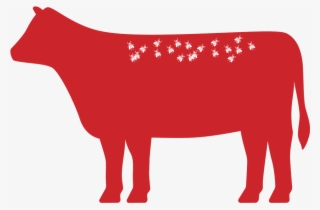 Image Image - Bull