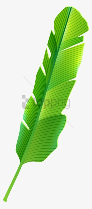 Free Png Tropical Banana Leaf Png Image With Transparent - Banana Leaves Clipart Png
