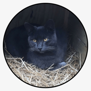 Tnr Achieves 72% Drop In Kitten Birth Rate Finds Alley - Black Cat