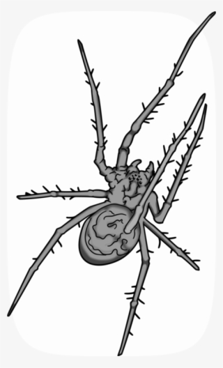 Spider Web Grey Animal Western Black Widow - Grey Spider Png