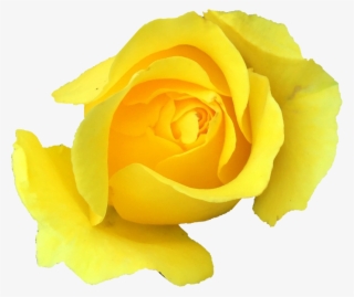 Free Download - Garden Roses