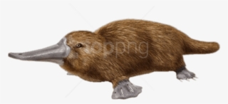 Free Png Download Duck Billed Platypus Png Images Background - Duck Billed Platypus Png