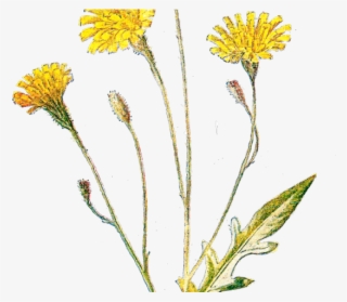 Wildflower Clipart Antique - Antique Botanical Prints