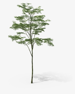 Fondo-arbol - Pond Pine