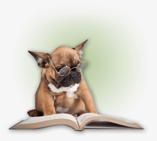 Dawgiebowl Blog - Dog Wearing Glasses Reading