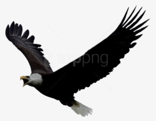 Free Png Download Eagle Png Images Background Png Images - Lukachukai Community School Logo