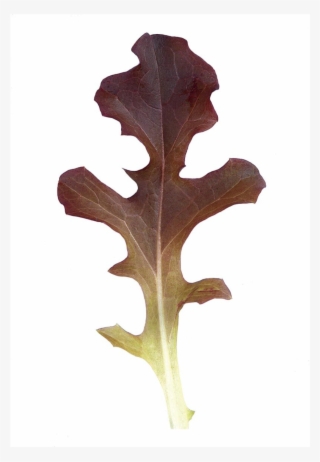 Garrison Oakleaf Lettuce - Oak Leaf Lettuce Red Oak Lettuce