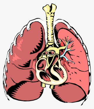 Respiratory System Clipart At Getdrawings - Respiratory System Clipart